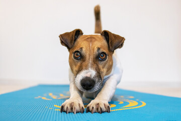 Jack russell terrier dog stretches on a training mat. Does morning exercises.