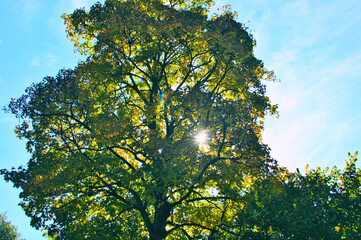 A tree in sunshine
