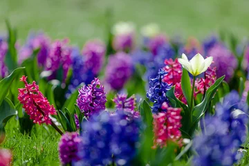 Fotobehang Bloemen blue and purple flowers  © hristoshanov