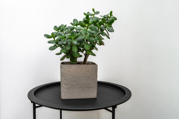 A green succulent in a grey concrete pot standing on the black table