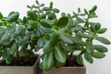 A green succulent in a grey concrete pot standing on the black table