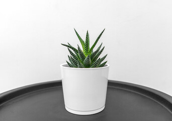 A sansevieria flower in a white pot standing on a black table