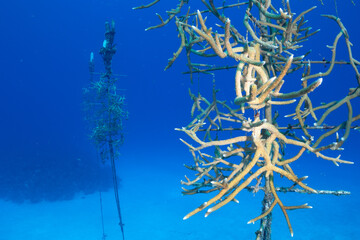 Fototapeta na wymiar Structures referred to as coral trees are suspended from the sandy floor in order to grow coral from them. The intention is to then outplant the coral onto the reef in order to revive the reef