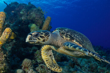 Naklejka na ściany i meble A close up shot of a hawksbill turtle above some healthy coral on the tropical reef in Grand Cayman. This gentle creature is at home in this natural wild habitat