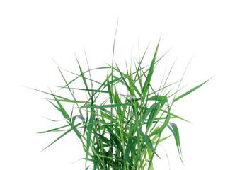green grass nature isolated on white background