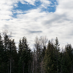 dried and felled trees in a coniferous forest in early spring on a sunny day with cloudy sky