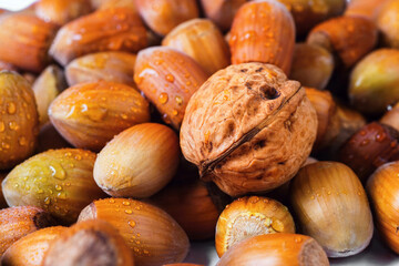 Heap of dewy hazelnut and one walnut.
