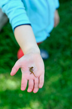 Girl with newt on palm at garden