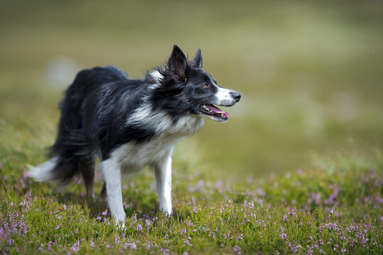 Border Collie standing in meadow