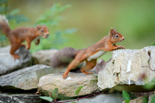 Two Eurasian red squirrels (Sciurus vulgaris) jumping on rocks