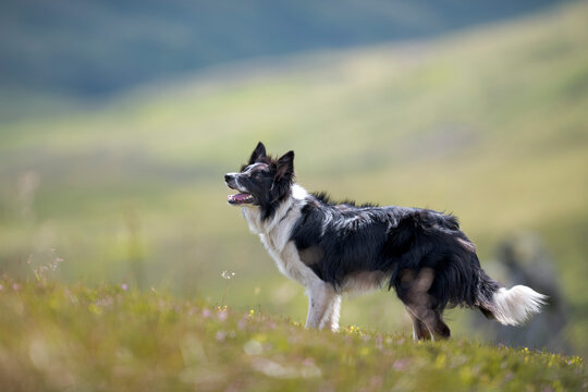 Border Collie standing in meadow
