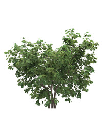 Deciduous tree on a white background. Isolated garden element, 3D illustration, cg render