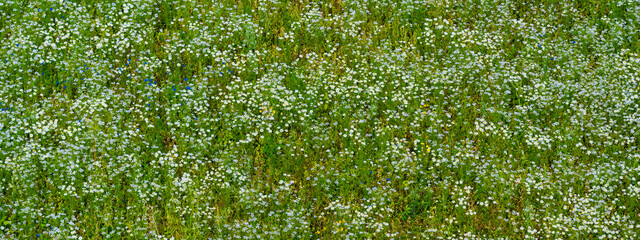 Panoramic aerial view of blooming chamomile field. Green grass. Summer floral pattern. Setomaa, Estonia. Wildflowers close-up. Environmental conservation, gardening, alternative medicine, ecotourism