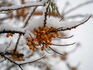 Sea buckthorn in winter. Yellow berries on the branches.