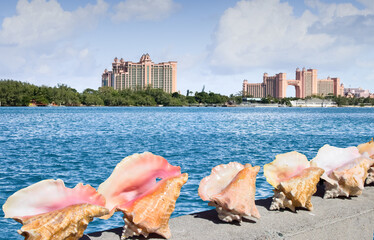 Sea shells in Nassau, Bahamas. 