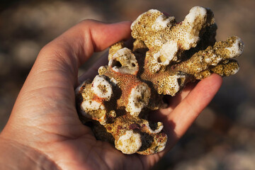 Environmenatl issues and dead coral in a woman's hand. Climate change, Rising Sea Temperatures,...