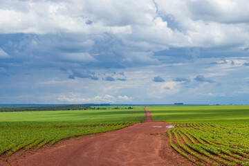 Estrada de terra molhada entre uma plantação de soja.