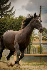 galoppierendes Pferd