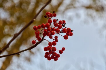 red berry rowan