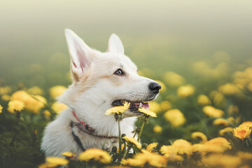 portrait of a corgie dog