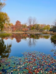 Obraz premium autumn in the park