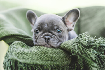 french bulldog puppy dog