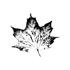 black maple leaves imprints on white background. Hand drawn floral elements. vector foliage stamp
