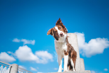 border collie dog