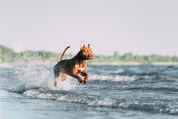 pit bull terrier dog 