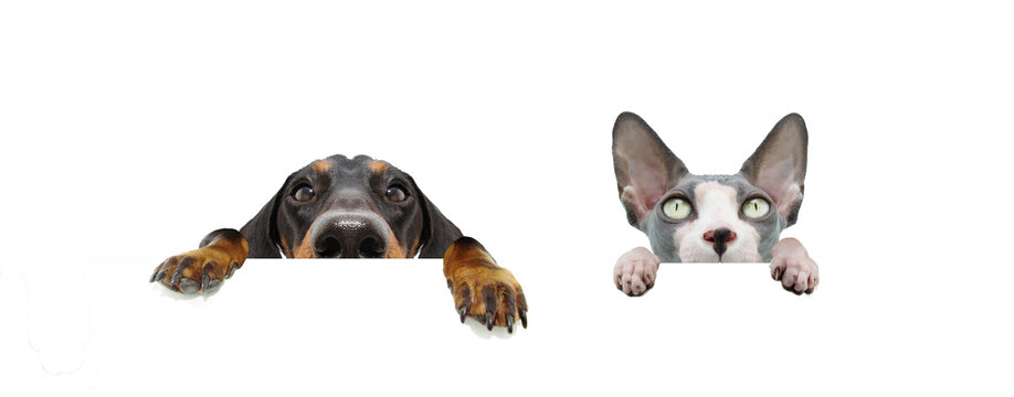 Banner two hide pets dog and cat with big ears and paws hanging in a blank in a row. Isolated on white background.