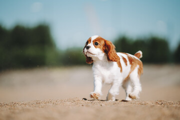 cavalier dog puppy - obrazy, fototapety, plakaty