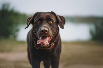 black labrador dog