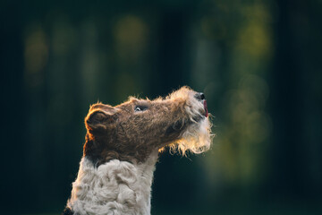 fox terrier dog