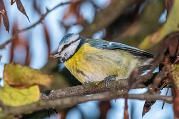 Eurasian Blue Tit perched on a tree branch