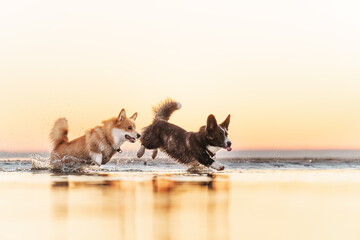 welsh corgi pembroke 
