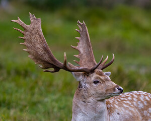 Fallow Deer Photo and Image. Male headshot close-up profile view with a blur green blackground in its environment and habitat surrounding. Deer Photo and Image.