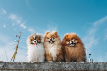 pomeranian dog portrait