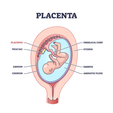 Placenta anatomical structure with inner organ part titles outline diagram. Labeled educational embryo environment in mothers abdomen vector illustration. Medical pregnancy amnion and chorion layers.
