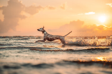 whippet dog on the beach
