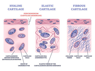 Perichondrium as hyaline, fibrous and elastic cartilage membrane outline diagram. Labeled educational tissue layer structure with cartilaginous ground substance, halo and collagen vector illustration. - obrazy, fototapety, plakaty