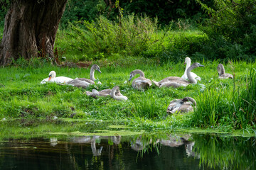 swans with their cygnets resting on the river bank with reflections in the water