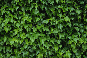 Fototapeta na wymiar Ivy-covered wall