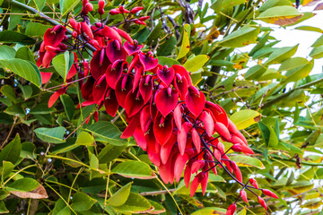 Bright red flowers of Cockspur coral tree Erythrina crista-galli. - Powered by Adobe