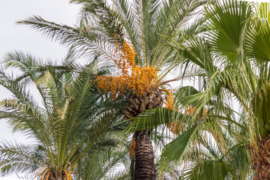Phoenix dactylifera, commonly known as date or date palm.