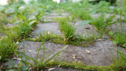 Overgrown paving stones, a path in the garden