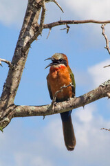 white fronted bee eater sitting on a branch