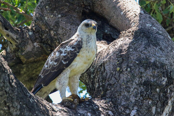 wahlbergs eagle pale form sitting in a tree