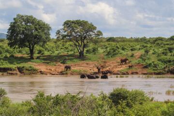 Naklejka na ściany i meble herd of elephants next to and in the river in a beautiful summer landscape with river and trees