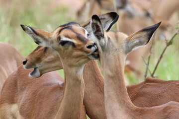 impala nibbling on another impala's neck