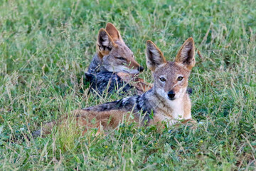 two black-backed jackals lying in the grass